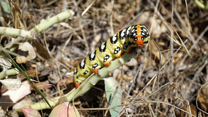 a natural caterpillar beetle, a very colorful and sweet caterpillar,