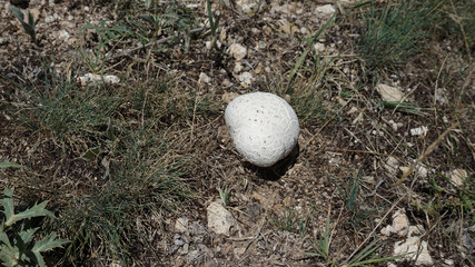 edible wild mushroom, natural mushroom, white mushroom, non-poisonous mushroom varieties,