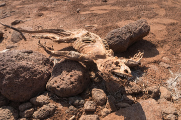 Dead and rotting Land Iguana (Conolophus Subcristatus), South Plaza Island, Galapagos Islands, Ecuador.