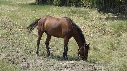 Fototapeta premium a horse tied with rope is spreading, domestic horse,