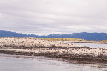 Landscape with a lot of birds in the middle of a lake, with mountains behind. 