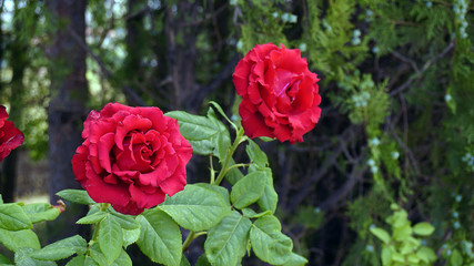 Close-up pictures of red roses in the garden, perfect dark red roses,