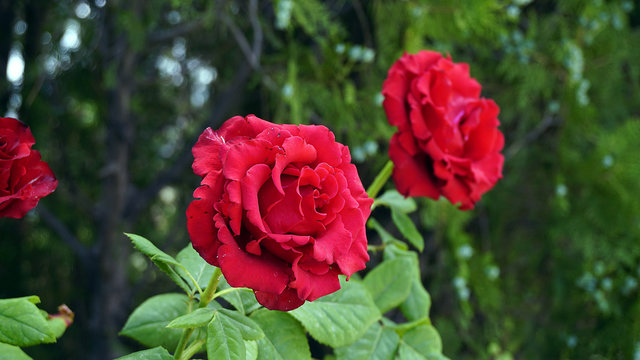 Close-up pictures of red roses in the garden, perfect dark red roses,