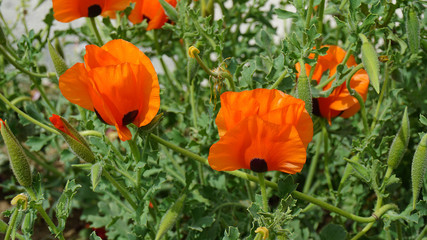 Fototapeta premium close-up poppy flowers,