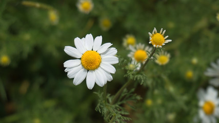 large quantities of natural chamomile flowers in a wide area,