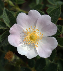 Obraz na płótnie Canvas blooming rose hip tree, rose hip flowers close-up,
