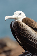 A juvenile fregate bird on North Seymour, Galapagos Islands, Ecuador, South America.