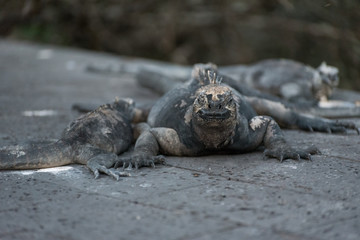 Marine Iguana (Amblyrhynchus cristatus) on pavement in Santa Cruz, Galapagos Island, Ecuador, South America.