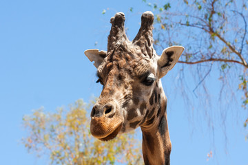 Giraffe on a safari, seen closely, with a natural and warm background. With the clear sky and blue background. Hot habitat. Giraffes related to each other. Harmless giraffes, wanting to receive food.