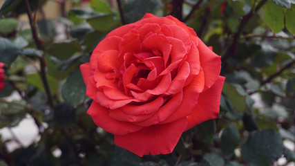 red big roses in the rose garden, pictures of natural roses, love and red rose,