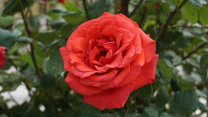 red big roses. love and red rose,