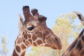 Obraz premium Giraffe on a safari, seen closely, with a natural and warm background. With the clear sky and blue background. Hot habitat. Giraffes related to each other. Harmless giraffes, wanting to receive food.