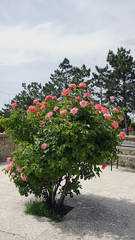 Obraz premium red and pink rose tree and roses,