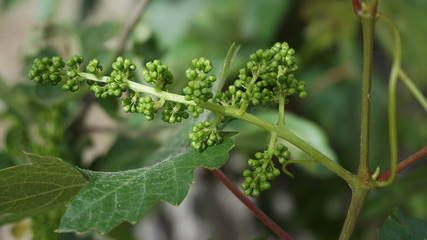 tiny grapes, tiny grapes on the vine,