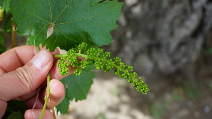 tiny grapes, tiny grapes on the vine,