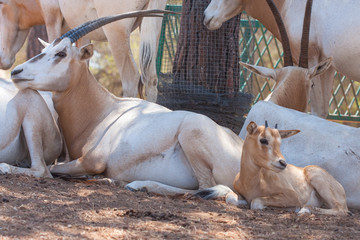 Close view of oryx in herd, in the mountains, next to the rocks and in a natural environment. Macro of animals, hot habitat. Oryx related to the pack. Nature animals