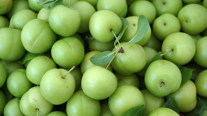 lots of green and sour fresh plums, on white background