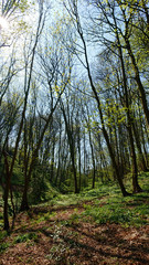 Fototapeta premium Tall trees leaning towards each other in Hack Fall Woods near Grewelthorpe North Yorkshire