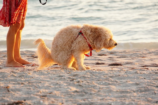 Dog doing business on beach
