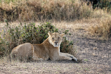 Fototapeta na wymiar Lioness (Panthera leo) lying in the grass.