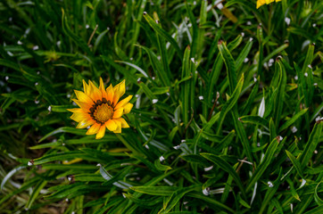 flor amarilla con fondo de césped