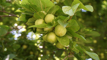 leafy plum tree, fresh green plums, large amounts of plums on the tree, 