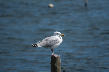 A seagull siting on a piece of wood