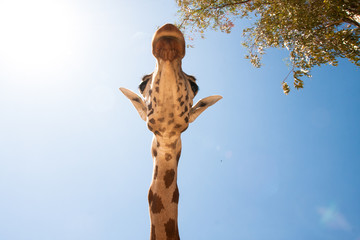 Giraffe on a safari, seen closely, with a natural and warm background. With the clear sky and blue background. Hot habitat. Giraffes related to each other. Harmless giraffes, wanting to receive food.