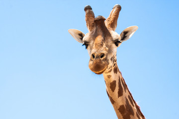 Giraffe on a safari, seen closely, with a natural and warm background. With the clear sky and blue background. Hot habitat. Giraffes related to each other. Harmless giraffes, wanting to receive food.