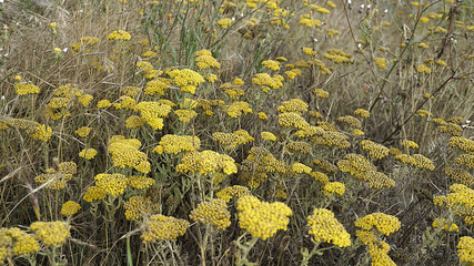 yellow yarrow, medicinal plants, natural yarrow in nature,