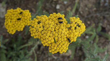 Obraz premium yellow yarrow, medicinal plants, natural yarrow in nature,