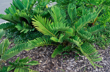 Zamia furfuracea or cardboard cycad native to Mexico