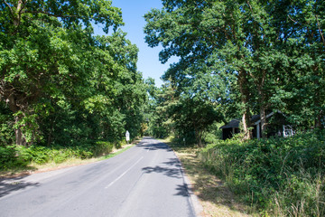 Fototapeta na wymiar Road through Ulvshale Forest in Denmark
