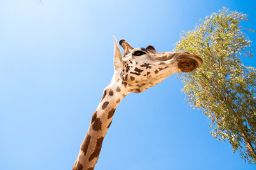 Giraffe on a safari, seen closely, with a natural and warm background. With the clear sky and blue background. Hot habitat. Giraffes related to each other. Harmless giraffes, wanting to receive food.