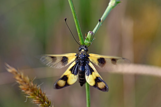 &Ouml;stlicher Schmetterlingshaft (Libelloides macaronius), Griechenland - eastern owlfly, Greece