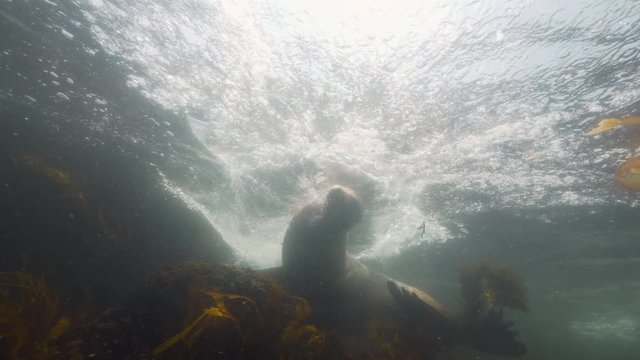 Wide Angle: A Sea Lion Splashes Water as it Swims Through the Surface of the Ocean - Monterey, CA