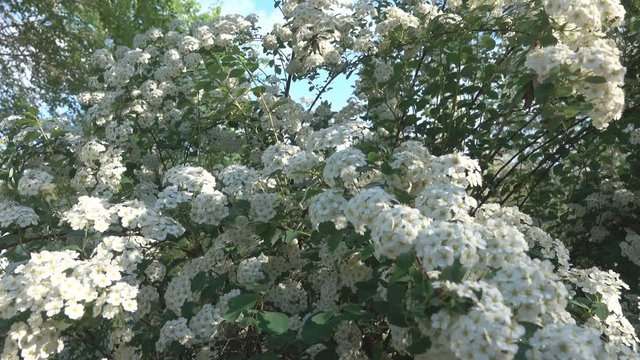 Meadowsweet Spiraea cantoniensis (Lanciata) is ornamental plant with branches-lashes and large white flowers in large inflorescences