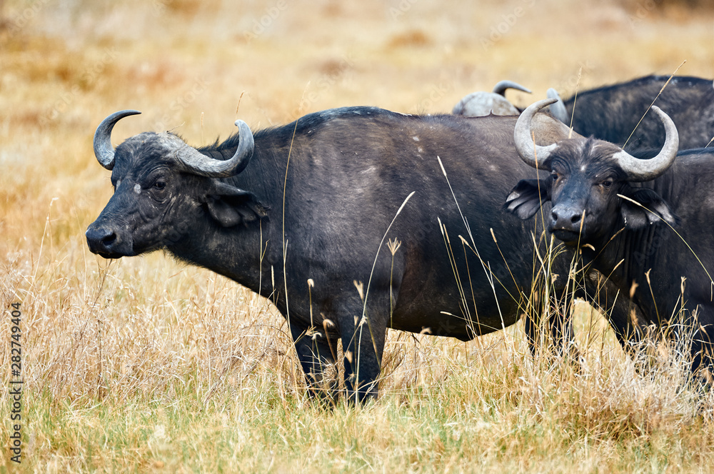 Wall mural African buffalo (Syncerus caffer).