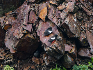 Black Guillemot Sitting  on a Rock Ledge