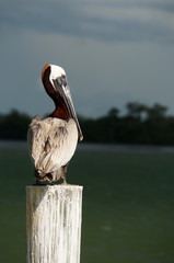 Pelikan auf Pfosten am Pier