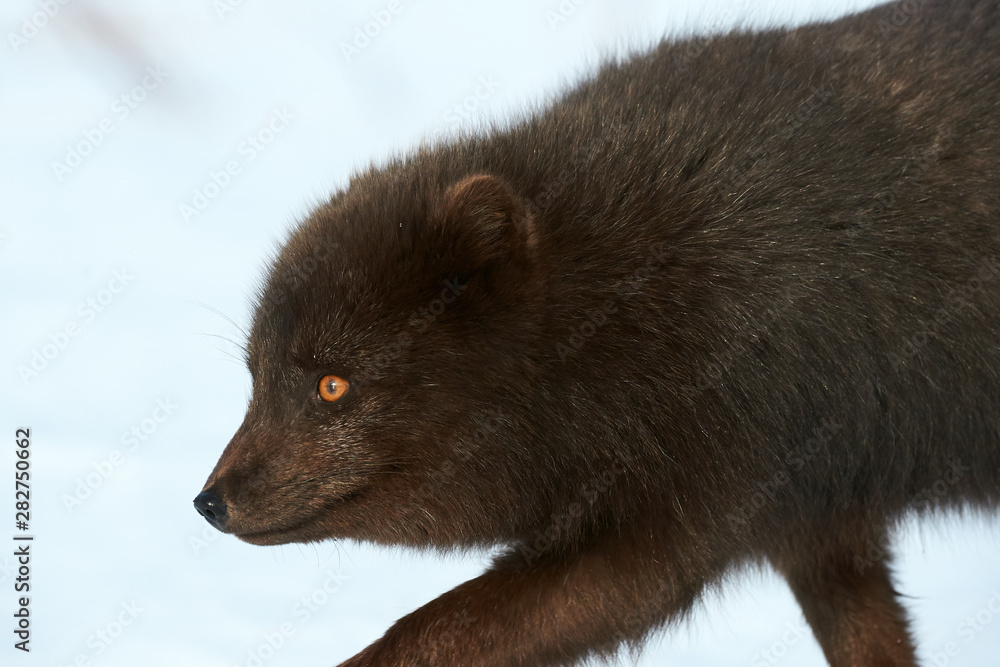 Wall mural Beautiful blue arctic fox (Alopex lagopus) in the snow.