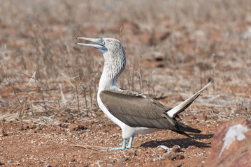 A blue footed booby on North Seymour, Galapagos Island, Ecuador, South America.