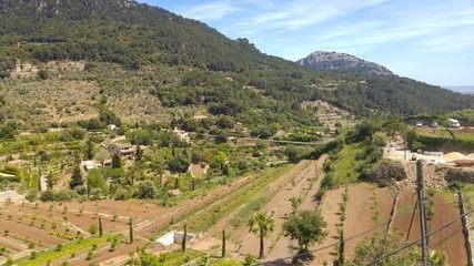 vineyard in mallorca
