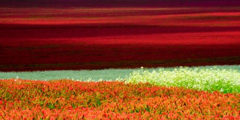 Abstract of red and white clover growing in the Willamette Valley.  A great example of the art of agriculture.