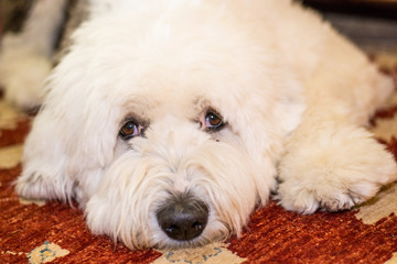 Old English Sheepdog Lying on a Rug