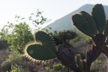 Giant Prickly Pear cactus, Puerto Egas, Santiago island, Galapagos Islands, Ecuador, South America.