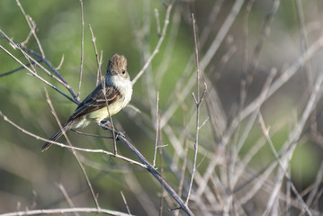 Galapagos Large Billed Flycatcher (Myiarchus Magnirostris), Puerto Egas (Egas Port), Santiago Island, Galapagos, Ecuador, South America.