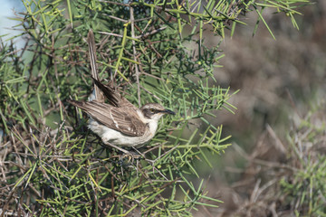Galapagos Mockingbird, Puerto Egas (Egas Port), Santiago Island, Galapagos, Ecuador, South America.
