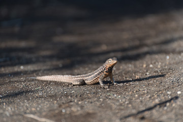 A Galapagos Lava Lizard (Microlophus albemarlensis) in Puerto Egas (Egas Port) on Santiago Island, Galapagos Island, Ecuador, South America.