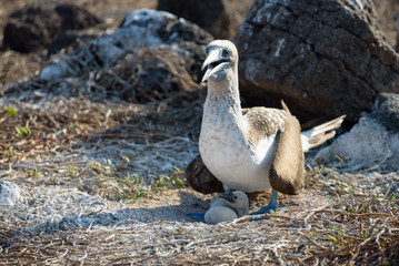 Blue footed booby on nest with egg, North Seymour, Galapagos Islands, Ecuador, South America.